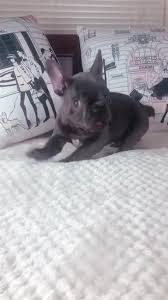 Check spelling or type a new query. Fort Worth French Bulldog Texas Home Facebook