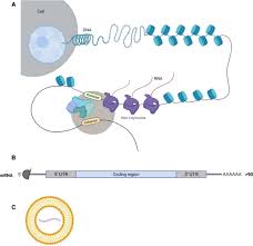 'there is a race to get the public vaccinated, so we are willing to take more risk.' Implications Of Mrna Based Sars Cov 2 Vaccination For Cancer Patients Journal For Immunotherapy Of Cancer