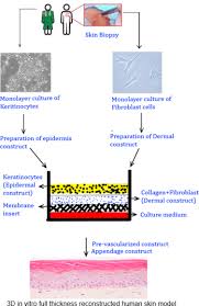Which applications are 3d cultures particularly suited to? Application Of 3d Cell Culture Techniques In Cosmeceutical Research Sciencedirect