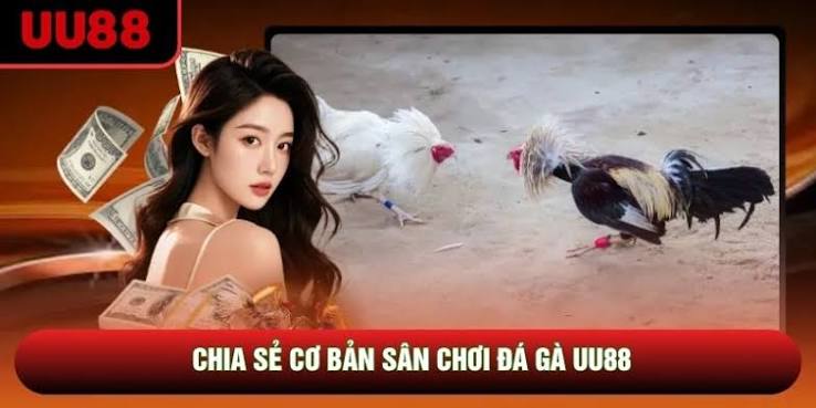 Đá Gà UU88 - Sân Chơi Chọi Chiến Kê Kịch Tính Và Đẳng Cấp