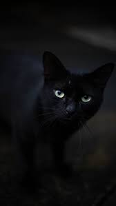 All posts must include a black cat, but as long as it has a cat, it's permitted. Black Cat With Green Eyes Photo Free Mammal Image On Unsplash