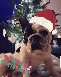 Volevamo Augurarvi Tanti Auguri Di Buon Natale Grazie A Tutti Per Il Dolce Pensiero Buone Feste Da Saro Bulldog Sicilia Buon Natale Bulldog Natale