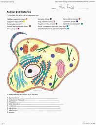 Printable animal cell diagram labeled unlabeled and blank. Biology Animal Cell Coloring Key Coloring Pages For Kids