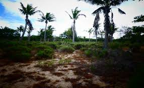 Image result for Triainolepis sancta