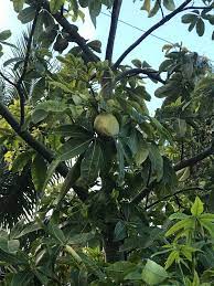 Fruit trees require a period of cold weather to end dormancy and encourage spring budding. What Type Of Fruit Tree Is This Found In South Florida Backyardorchard