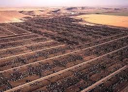 The World Geography 10 Unusual Facts About Global Warming Unusual Facts Cattle Factory Farming