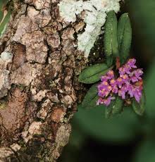 Image result for Polystachya undulata