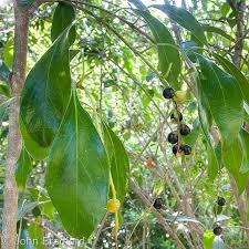 Image result for Citharexylum