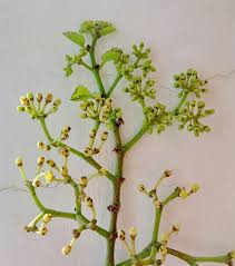 Image result for Cissus integrifolia