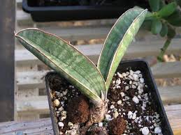 Image result for Sansevieria hallii
