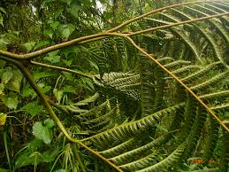 Image result for Pteris tripartita