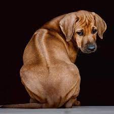 Harmoni Barn Pet Photography Rhodesian Ridgeback Puppy Dog Rhodesian Ridgeback Puppies Rhodesian Ridgeback Dog Family Dogs Breeds
