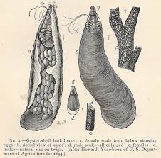 Image result for Mikania sagittifera