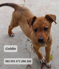 Travel buddies needed for puppies from Antigua to the US