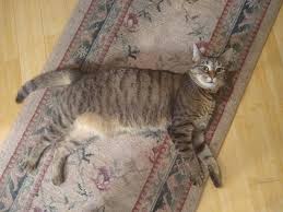 Even cats who lose weight due to diet or illness still have these belly flaps. thousands shocked by revealing post. Some Cats Have A Primordial Pouch Or The More Affectionate Term Cookie Pouch The Myth Is This Pouch Forms When A Cat Is Spayed Or Neutered But This Is Actually Part Of