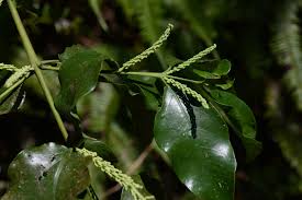 Image result for Helixanthera