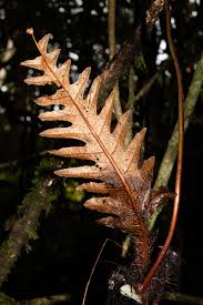 Image result for Drynaria volkensii