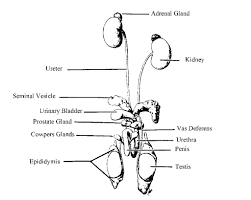 Broadly considered, human muscle—like the muscles of all vertebrates—is often divided into striated muscle, smooth muscle, and cardiac muscle. Diagram Female Rat Reproductive System Diagram Full Version Hd Quality System Diagram Reviewdiagram Bandbannamaria It