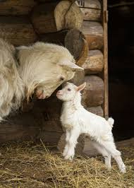 Ollebosse Animals Cute Goats Baby Animals