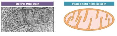 Check spelling or type a new query. Mitochondria Bioninja