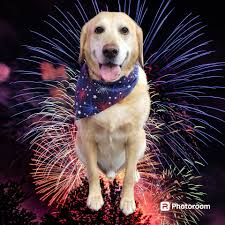 Paws in Style (@mypawstyle) • Facebook