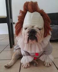 Funny Dog Cosplay It Pennywise Grippe Sou Horror Funnypuppyhalloweencostumes Shenki Buldoga Shenki Mopsa Smeshnye Fotografii Zhivotnyh