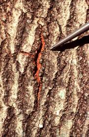 We did not find results for: The Role Of Red Oaks In The Oak Wilt Cycle Austintexas Gov