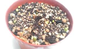 Antes de hacer germinar semillas, tenemos que controlar que estén vivas, para ello tomamos el vaso, agregamos agua destilada hasta la mitad y luego hace unos días atrás me dispuse a sembrar unas semillas de astrophytum híbridas, resulta que todas flotaban y entonces puse en duda este test. Germinar Semillas De Cactus Youtube