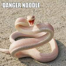 Proper Animal Names Shows Us What Happens If You Let The Internet Name Animals Vol 2 Cute Reptiles Snake Cute Snake