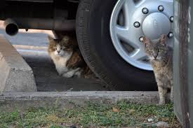 The spay/neuter clinic at the noah center is open but with a very limited surgery schedule. South Texas Tnr Texas