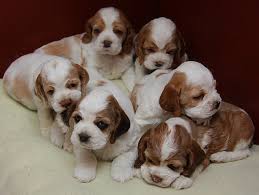 As a puppy, using a brush at the same time as. Meg A Sable And White Parti Color American Cocker Spaniel