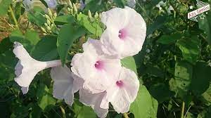 Maybe you would like to learn more about one of these? Kangkung Klasifikasi Nama Ilmiah Tanaman Ciri Ciri Jenis