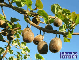 Does anyone grow kiwis in broward or south of here? Where Is Kivi Grows Kiwi Fruit Benefit And Harm To Human Body Calorie Recipes