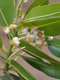 Image result for Calophyllum inophyllum