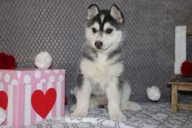 Puppies For Sale Near Me Find Your Puppy Vip Puppies Husky Puppies For Sale Puppies Cute Animals Puppies