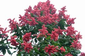 Image result for Triplaris americana