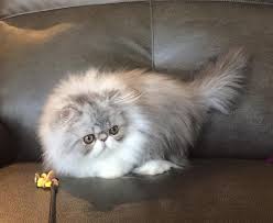Pin On Persian Cats