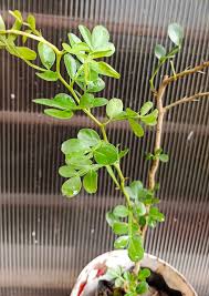 Image result for Toddalia crenulata