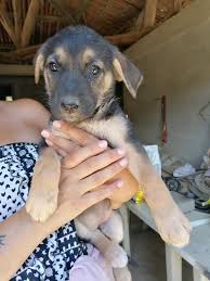 Quali sono i motivi che ci spingono ad adottare razze di cani piccoli la facile adattabilità dei cani piccoli a pelo corto all'ambiente domestico non va confusa con la tranquillità e la pacatezza, che decisamente non. Cani E Cuccioli Da Adottare La Bacheca Della Community Di Chi Ama I Cani