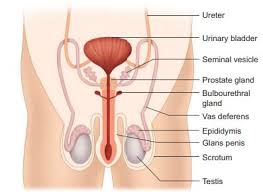 Male And Female Reproductive System Explained With Diagram