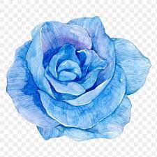 Png Blue Watercolor Rose Flower Illustration Free Image By Rawpixel Com Boom Flower Illustration Blue Flower Wallpaper Watercolor Rose