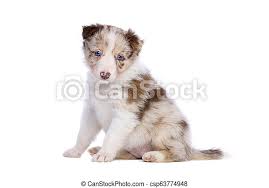 This advert is located in and around stafford, staffordshire. Red Merle Border Collie Puppy In Front Of A White Background Canstock