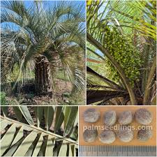Image result for Butia
