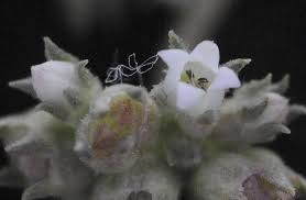 Image result for Rytigynia sp. M