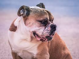 Australian Bulldog Dog Breed Information Temperament Health