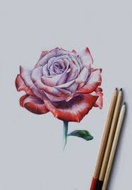 Come Disegnare Una Rosa In Modo Semplice Con Varie Tecniche Da Sperimentare Immagini A Cui Ispirarsi E Dis Disegno Di Una Rosa Come Disegnare Disegno Di Fiori