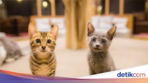 Hukum mendoakan kucing diperbolehkan apalagi jika kucing tersebut dalam kondisi sakit. Menyayangi Kucing Dalam Pandangan Islam Seperti Apa Ya