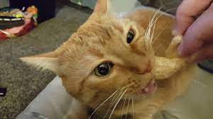 Cat Eating Pork Rinds Youtube