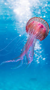 About Wild Animals Picture Of A Beautiful Jellyfish Beautiful Sea Creatures Ocean Creatures Ocean Life Photography