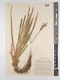 Image result for Juncus lomatophyllus